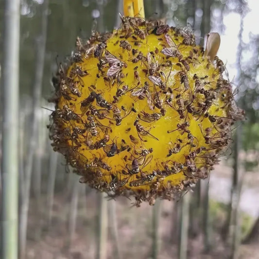 Trampa para insectos