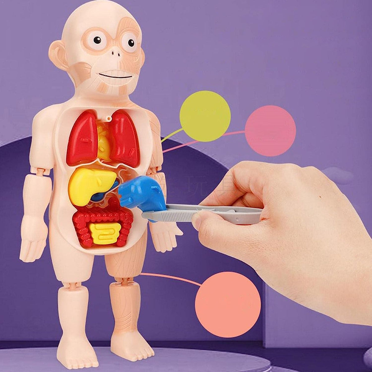 Modelo de cuerpo humano para niños, educación de ciencia